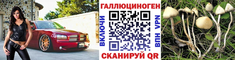 сколько стоит  Яблоновский  Галлюциногенные грибы Cubensis 